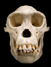 chimp