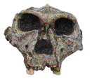 ffes